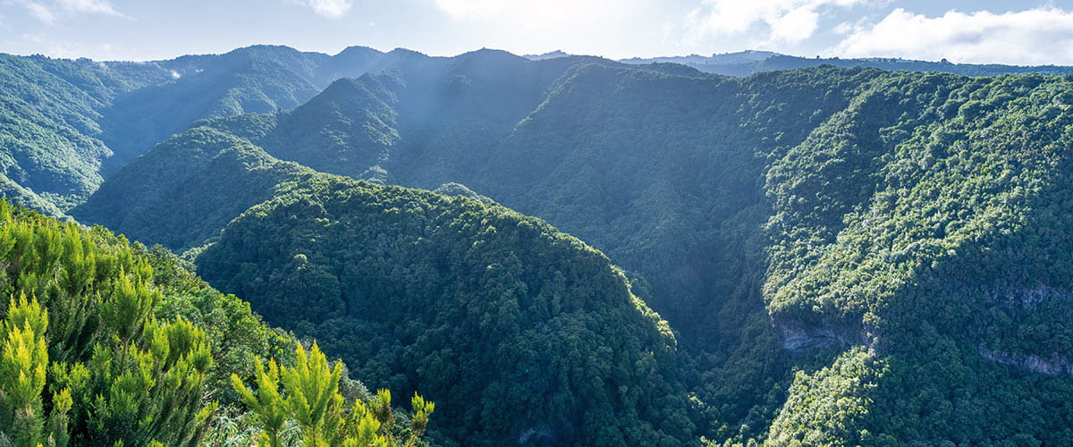 The green mountains of La Palma